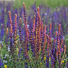 Clary Sage Oil