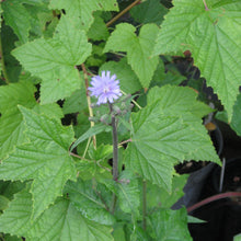 Patchouli Oil