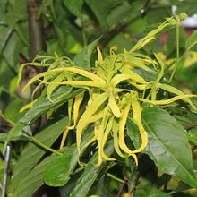 Ylang Ylang Oil