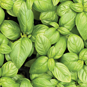 Basil Oil