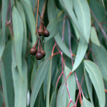 Eucalyptus Oil